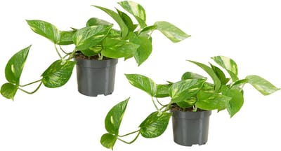 Bloomique - Set van 2 - Epipremnum Aureum - Drakenklimop - Hangplant - Ook geschikt als Klimplant - Kamerplanten - Luchtzuiverend - Gemakkelijk in onderhoud - Hoogte 15-20 cm - Pot 12 cm
