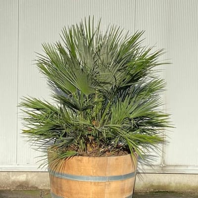 Beplant Wijnvat - Dwergpalm - Chamaerops - Half Wijnvat - 112 Liter
