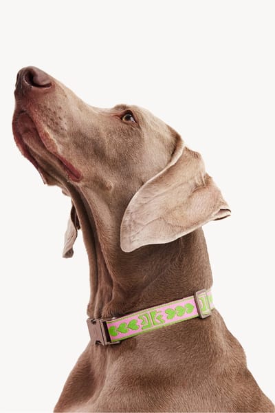 Dogguo Collar Groen&Pink - Hondenhalsband - Kleinste Honden