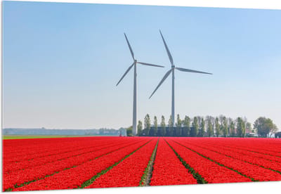 Acrylglas - Windmolens Langs een Rood Tulpen Veld - 150x100 cm Foto op Acrylglas (Met Ophangsysteem)