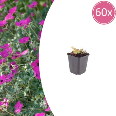 Tuinplantenshop.com | Geranium sang. 'Max Frei' | 60 stuks - Ø9cm - 10-25cm hoog - Tuinplant