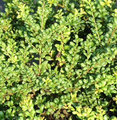 Japanse hulst struik - Vormhout plant - Hagen creëren - Winterharde groei - 15-20 cm - Groen