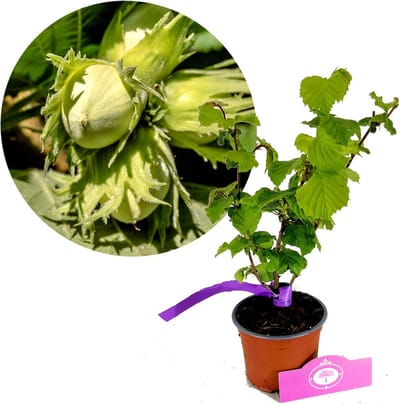 Corylus ‘Tonda gentile delle Langhe’ - Italiaanse hazelnoot - Hoogte 40cm - 12cm pot