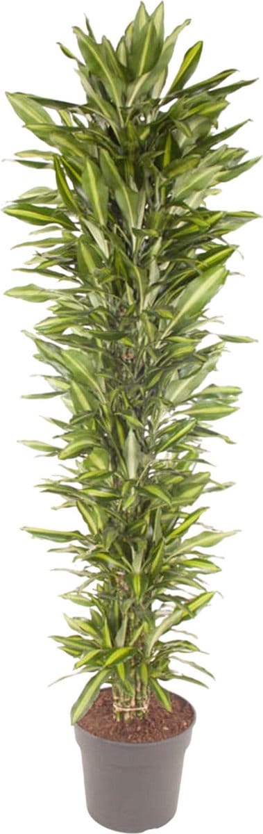 Cintho Drakenplant binnen vertakt - Hoge kamerplant met groene uitstraling - ca. 2.1 meter hoog - ø40 cm