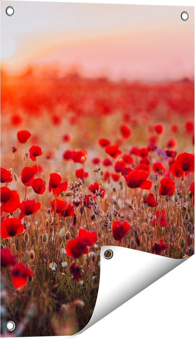 Gards Tuinposter Rode Klaprozen Bloemenveld Zonsondergang - 40x60 cm - Tuindoek - Tuindecoratie - Wanddecoratie buiten - Tuinschilderij