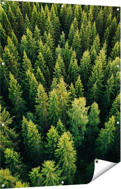 Gards Tuinposter Bos met Bomen vanaf Boven - 90x120 cm - Tuindoek - Tuindecoratie - Wanddecoratie buiten - Tuinschilderij