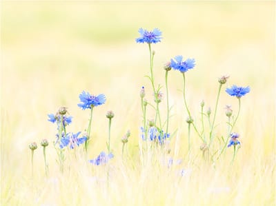 Fotobehang - Korenbloemen.