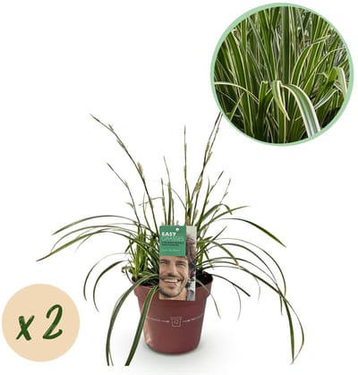 Green boutiQ - Siergrassen - Carex morrowii Ice Dance - Wit & Groen - 2 Planten - Bladhoudend - Weinig Onderhoud - Pot 17cm Hoogte 50cm