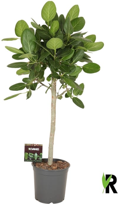 Ficus benghalensis Audrey op stam 130 cm – Kamerplant – Vers Van De Kweker – Potmaat Ø27 cm