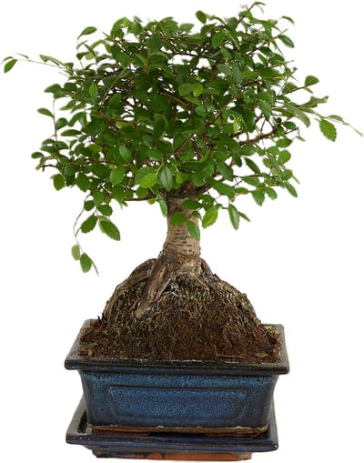 Bloomique - Bonsai Zelkova - Bol Vorm - Bonsai Boompje - Kamerplanten - Hoogte 20-30 cm - 15 cm Breed - Inclusief Keramieken Pot en Schaal