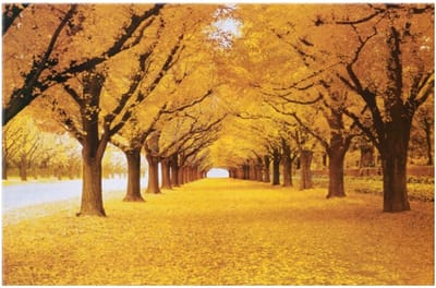 Allernieuwste.nl® Canvas Schilderij Prachtige Herfst in het Bos - Kunst aan je Muur - Romantisch Realistisch - Kleur - 70 x 100 cm