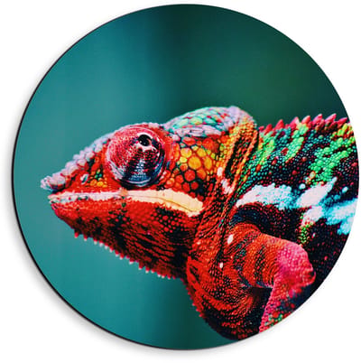 Dibond Wandcirkel - Roodkleurige Kameleon  - 40x40cm Foto op Aluminium Wandcirkel (met ophangsysteem)