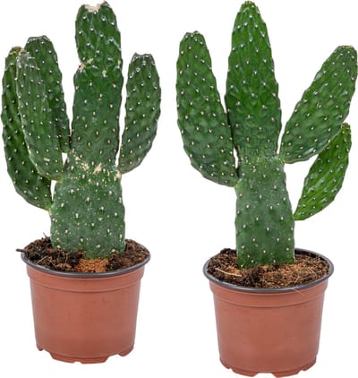 Bloomique - Set van 2 - Opuntia Rubescens - Vijgencactus - Vijgencactus - Kamerplanten - Hoogte 20-30 cm - Pot 12 cm