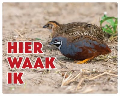 Chinese Dwergkwartel Waakbord - Hier Waak Ik