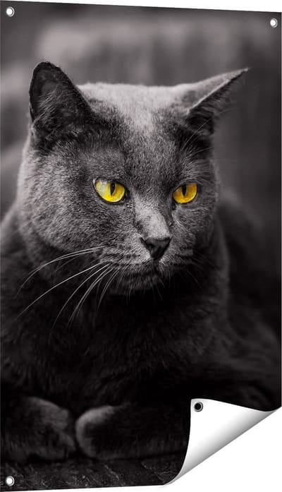 Gards Tuinposter Zwarte Kat met Gele Ogen - 60x90 cm - Tuindoek - Tuindecoratie - Wanddecoratie buiten - Tuinschilderij