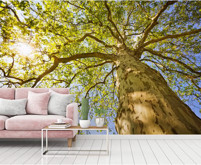 Fotobehang GreenCanopyTre DD115124 A.S. Création XXL 5 | Fotobehang