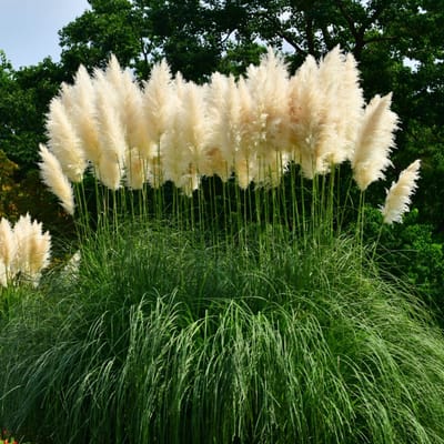 Pampasgras (Cortaderia Selloana) - White Feather - Grassen/kruiden - Groenblijvend - Snijbloemen - Vaste planten