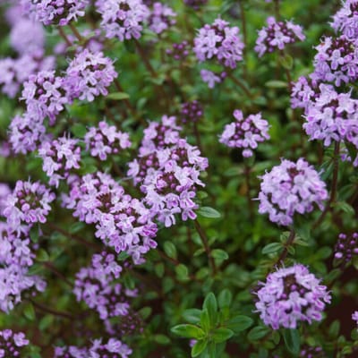 Kruiptijm (Thymus serpyllum Praecox) - Tijm Doone Valley - Vaste planten - Groenblijvend - Bodembedekkers - Zomerbollen - Voorjaarsbollen