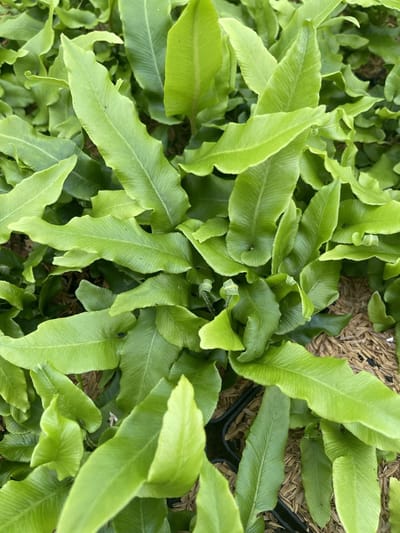 6x Tongvaren - Asplenium scolopendrium (phyllitis scol.) | 9x9 cm pot