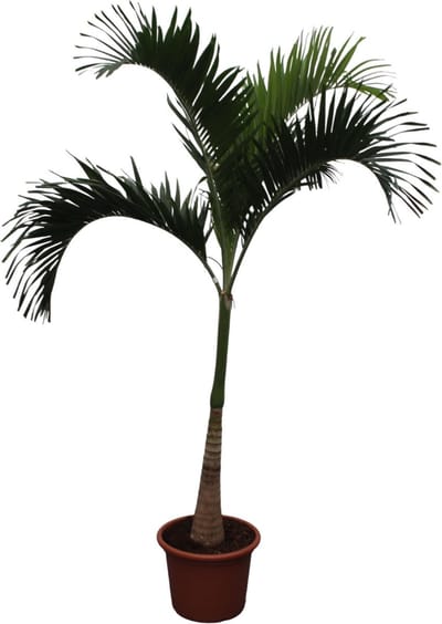 Green Harmony - Veitchia Merrillii - 250 cm - ø50