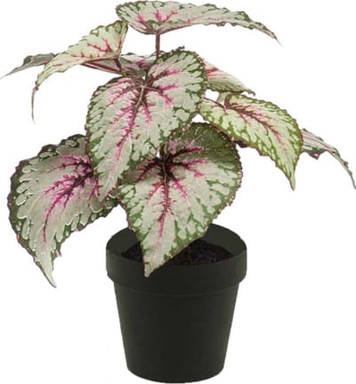 Emerald - Kunstplant in pot Begonia grijs/roze 25cm - Kunstplant voor binnen