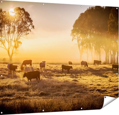 Gards Tuinposter Kudde Koeien in de Wei met Zonsopkomst - 150x120 cm - Tuindoek - Tuindecoratie - Wanddecoratie buiten - Tuinschilderij