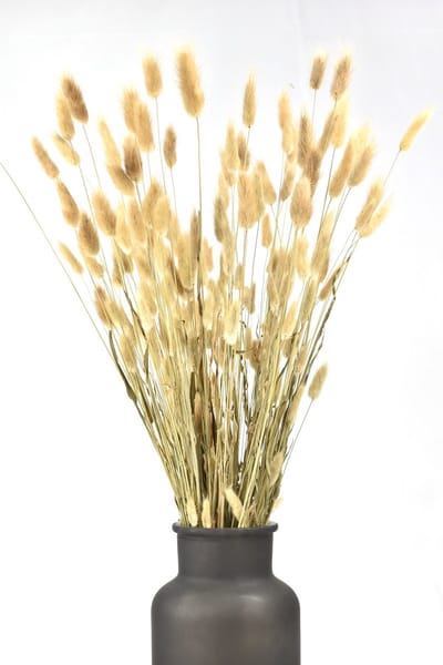 Droogbloemen Lagurus -  Hazenstaartje - Naturel -  60-70 cm -  Natuurlijk Bloemen