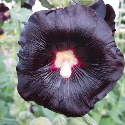 6 x Alcea Rosea 'Nigra' - Stokroos Pot 9x9 cm - Donkerpaarse Bloemen