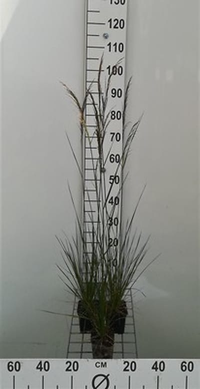 6x Ruwe smele - Deschampsia cesp. 'Goldschleier' | 9x9 cm pot