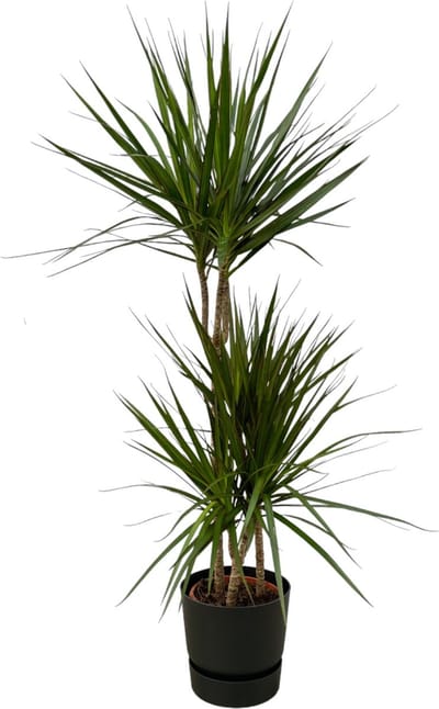 Plantenboetiek.nl | Dracaena Marginata inclusief elho Greenville Round zwart - Ø21cm - 110-120cm hoog - Kamerplant - Complete set - Plant met pot