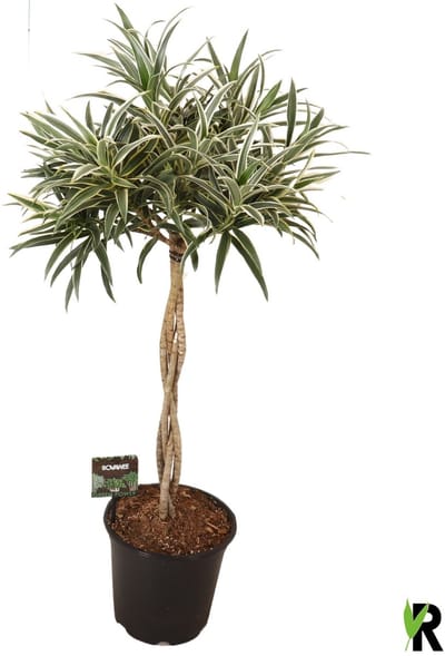 Dracaena reflexa Valentina gevlochten stam 85 cm – Kamerplant – Vers Van De Kweker – Potmaat Ø21 cm