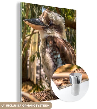 ® Glasschilderij 120x160 cm - Schilderij acrylglas - Een fascinerende foto van een kookaburra die zich begeeft in de natuur van Australië - Foto op glas - Muurdecoratie woonkamer - Wanddecoratie slaapkamer - Schilderijen