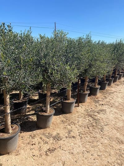 Dailygoods- Olijfboom 190 centimeter - A+ Kwaliteit - Winterhard tot -18 - Olea Europea Lechín - Sierboom - Weerstand tegen vorst en droogte - Olijfplant