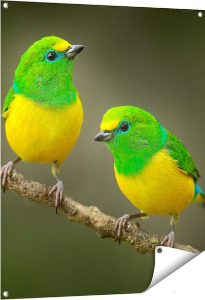 Gards Tuinposter Twee Groen Gele Zangvogels op een Tak - 80x100 cm - Tuindoek - Tuindecoratie - Wanddecoratie buiten - Tuinschilderij
