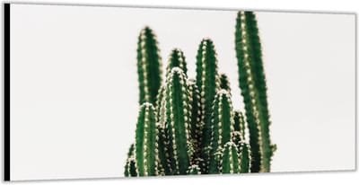 Dibond –Bovenkant Cactus -200x100 Foto op Aluminium (Wanddecoratie van metaal)