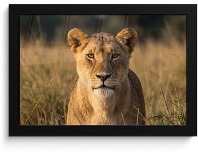 Poster in lijst - Fotolijst 30x20 cm - Posters - Leeuwin - Gras - Geel - Posterlijst zwart - Decoratie - Wanddecoratie woonkamer - Muurdecoratie slaapkamer