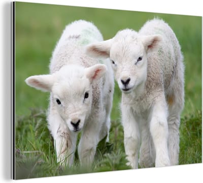 Aluminium schilderij 180x120 cm - Wanddecoratie metaal - Twee lammetjes in het groene veld - Metalen muurdecoratie woonkamer - Decoratie industrieel - Foto op dibond - Industriële accessoires slaapkamer