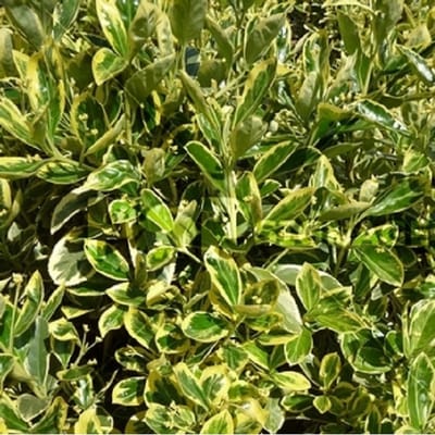 Kardinaalsmuts - Euonymus japonicus 'Susan' - 20-30 cm