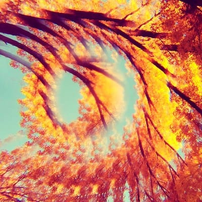 A Hawk And A Hacksaw - Forest Bathing (CD)