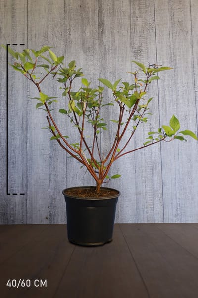 Plants Online - Haagplanten - Heesters - Witte Kornoeltje 'Kesselringii' - Pot 40-60 cm - set van 10 - Bladverliezend - Bloeiende plant - Geschikt als lage haag - Groeit breed uit - Informele haag
