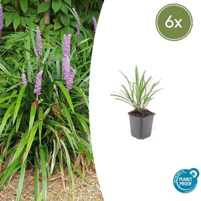 Tuinplantenshop.com | Liriope muscari 'Ingwersen' | 6 stuks - Ø9cm - 10-25cm hoog - Tuinplant