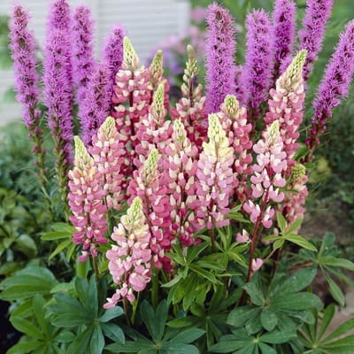 12 x Roze Lupine Gallery Pink - Winterharde Tuinplant - Lupinus 'Gallery Pink' in 9x9cm pot met hoogte 0-10cm