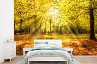 Behang - Fotobehang Boom - Natuur - Zon - Landschap - Bos - Breedte 390 cm x hoogte 260 cm