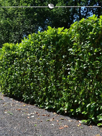 Laurier Prunus Novita 180-200 cm, 50x Haagplant