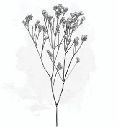 25x Lim. - wit 60cm