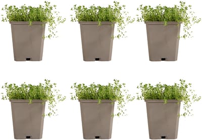 Bloomique - Set van 6 - Thymus Albiflorus - Kruipende Tijm - Winterhard - Vaste Plant - Bodembedekker - Wintergroen - 10-20cm Hoog - Pot 9cm