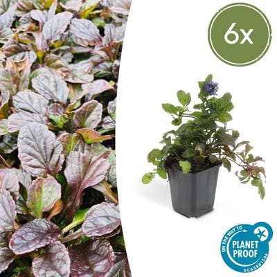 Trendyplants - Ajuga reptans - 6 stuks - Kruipend zenegroen - Winterhard - Hoogte 10-25cm - Potmaat Ø9cm