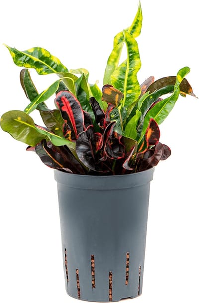 Hydroplant Croton (Codiaeum) Variegatum Mammi