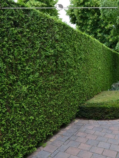 Westerse Levensboom Thuja Brabant 100-120 cm, 12x Haagplant