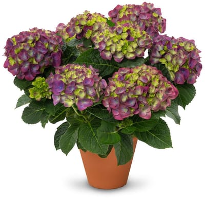 JUNAVERA Hortensia (Hydrangea macrophylla 'Ningbo' paars) | Compacte bloeier | 30 cm hoog | In 13 cm pot